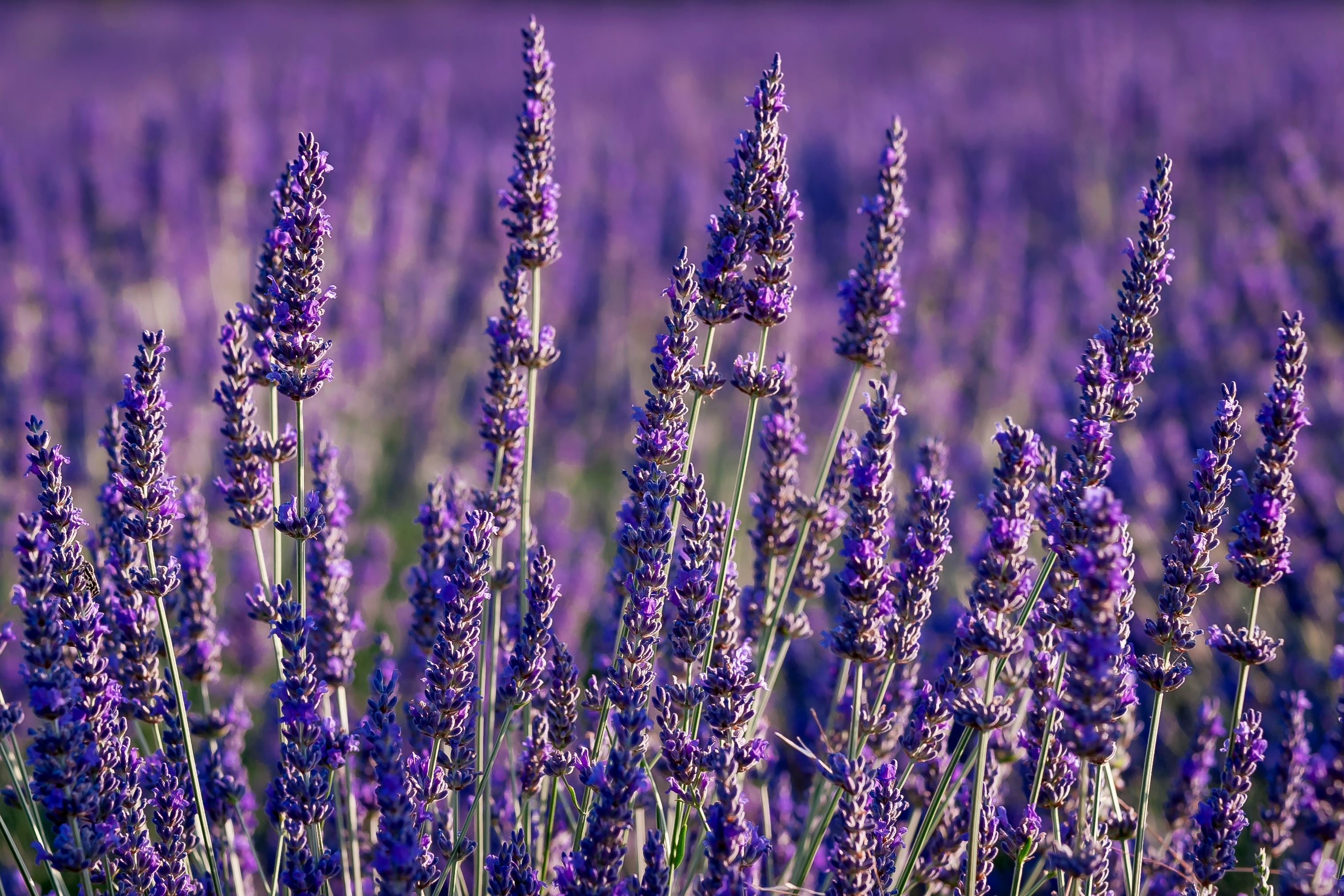 Lavanda