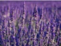 Lavanda